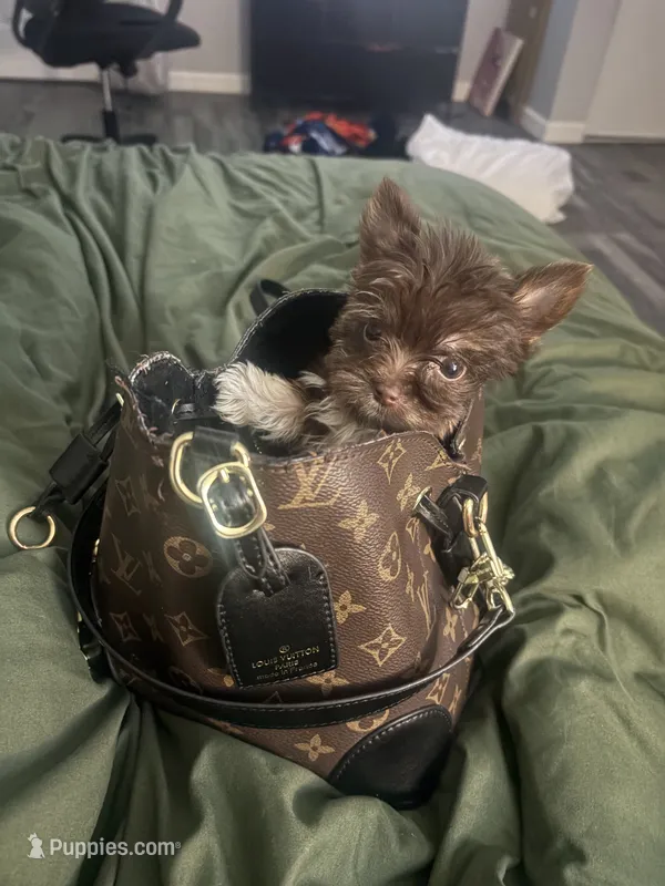 Nebula – Yorkshire Terrier puppy for sale in Evansville, IN
