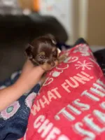 Milky Way, a female Yorkshire Terrier for sale in Evansville, IN – 3 of 6