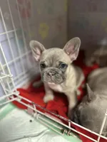 Clarity, a female French Bulldog for sale in Evansville, IN – 1 of 3