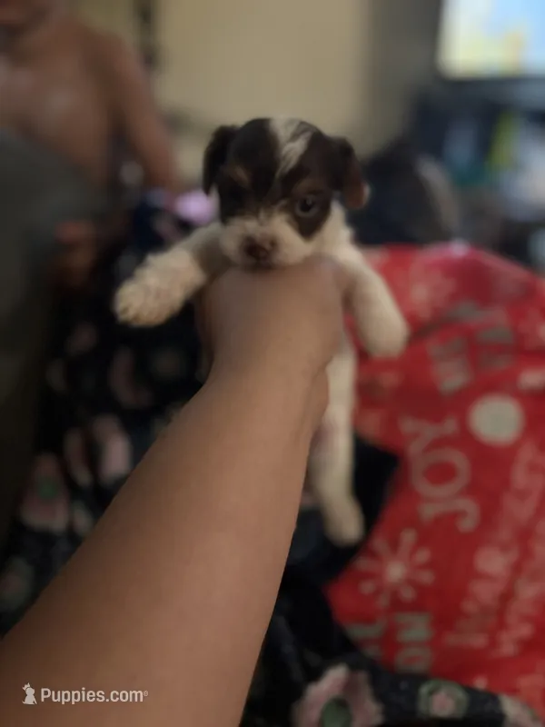 Aurora – Yorkshire Terrier puppy for sale in Evansville, IN