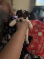Aurora, a female Yorkshire Terrier for sale in Evansville, IN – 1 of 7