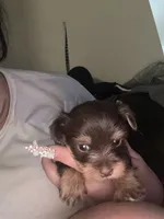 Milky Way, a female Yorkshire Terrier for sale in Evansville, IN – 2 of 6