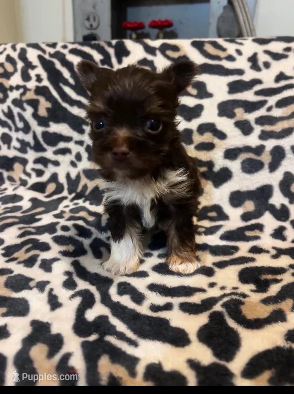 Nebula – Yorkshire Terrier puppy for sale in Evansville, IN