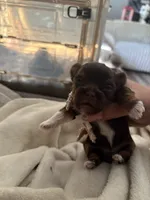 Nebula, a male Yorkshire Terrier for sale in Evansville, IN – 1 of 5