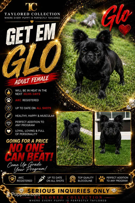 Glo – French Bulldog puppy for sale in Evansville, IN