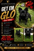 Glo, a female French Bulldog for sale in Evansville, IN – 1 of 1