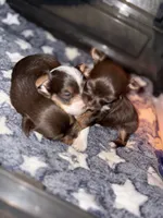 Aurora, a female Yorkshire Terrier for sale in Evansville, IN – 2 of 7