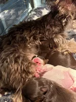 Aurora, a female Yorkshire Terrier for sale in Evansville, IN – 3 of 7