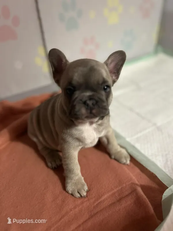 Diamond – French Bulldog puppy for sale in Evansville, IN