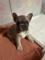 Diamond, a female French Bulldog for sale in Evansville, IN – 1 of 2
