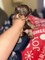 Milky Way, a female Yorkshire Terrier for sale in Evansville, IN – 1 of 6