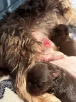 Nebula, a male Yorkshire Terrier for sale in Evansville, IN – 2 of 5