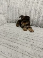 Milky Way, a female Yorkshire Terrier for sale in Evansville, IN – 3 of 10