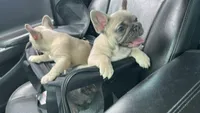 Clarity, a female French Bulldog for sale in Evansville, IN – 3 of 3