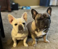 Clarity, a female French Bulldog for sale in Evansville, IN – 2 of 3