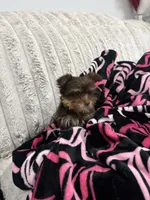 Milky Way, a female Yorkshire Terrier for sale in Evansville, IN – 2 of 10