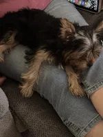 Teddy Bear (teacup), a male Yorkshire Terrier for sale in Watervliet, MI – 6 of 6