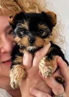 Tucker Lee (teacup), a male Yorkshire Terrier for sale in Watervliet, MI – 2 of 4