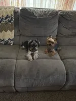 Teddy Bear (teacup), a male Yorkshire Terrier for sale in Watervliet, MI – 5 of 6