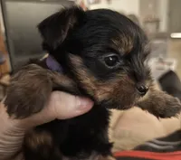 Tucker Lee (teacup), a male Yorkshire Terrier for sale in Watervliet, MI – 4 of 4
