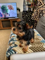 Tucker Lee (teacup), a male Yorkshire Terrier for sale in Watervliet, MI – 3 of 4