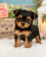 Tucker Lee, a male Yorkshire Terrier for sale in Watervliet, MI – 1 of 1