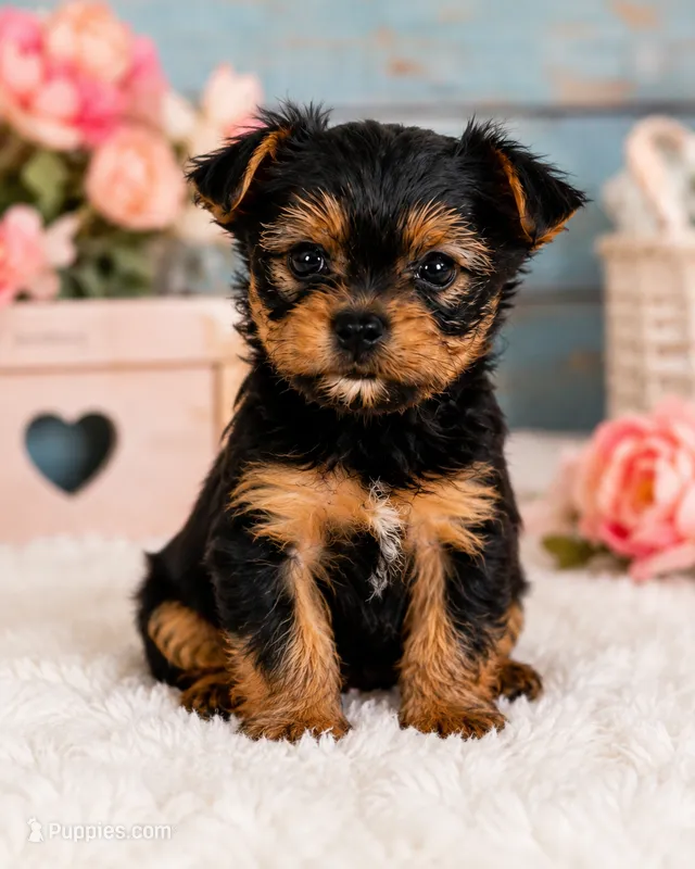 Teddy Bear – Yorkshire Terrier puppy for sale in Watervliet, MI