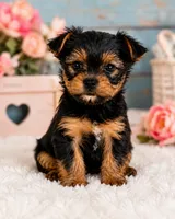 Teddy Bear, a male Yorkshire Terrier for sale in Watervliet, MI – 1 of 1