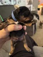 Teddy Bear (teacup), a male Yorkshire Terrier for sale in Watervliet, MI – 4 of 6