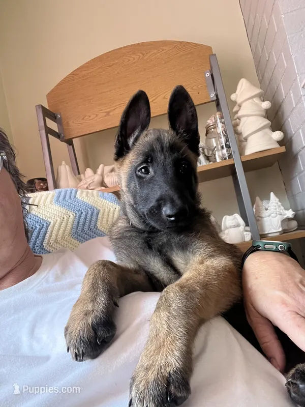 Blaze – Belgian Malinois puppy for sale in Henrico, VA
