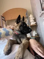 Blaze, a male Belgian Malinois for sale in Henrico, VA – 4 of 5