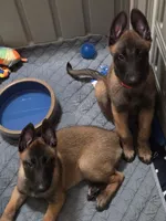  Blaze, a male Belgian Malinois for sale in Henrico, VA – 3 of 5