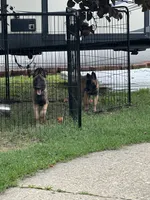  Blaze, a male Belgian Malinois for sale in Henrico, VA – 5 of 5