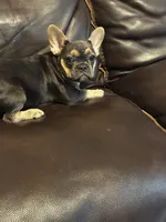 Hollywood, a female French Bulldog for sale in Houston, TX – 4 of 4