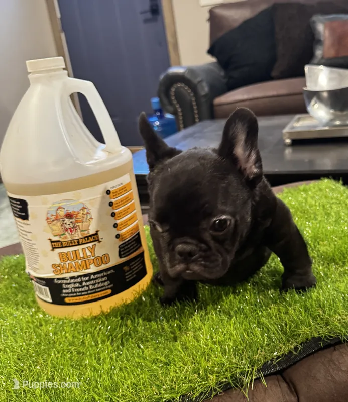 Bigen – French Bulldog puppy for sale in Houston, TX