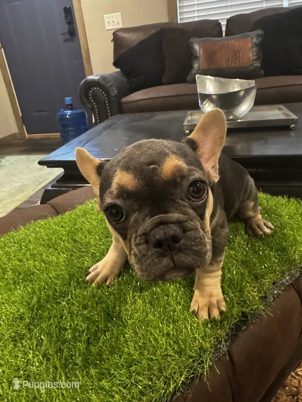 Hollywood – French Bulldog puppy for sale in Houston, TX