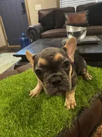 Hollywood, a female French Bulldog for sale in Houston, TX – 1 of 4