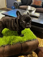 Bigen, a male French Bulldog for sale in Houston, TX – 3 of 4