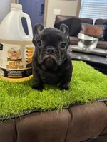 Bigen, a male French Bulldog for sale in Houston, TX – 2 of 4