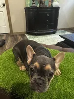 Hollywood, a female French Bulldog for sale in Houston, TX – 3 of 4