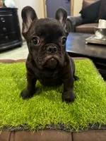 Bigen, a male French Bulldog for sale in Houston, TX – 4 of 4