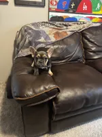 Hollywood, a female French Bulldog for sale in Houston, TX – 2 of 4