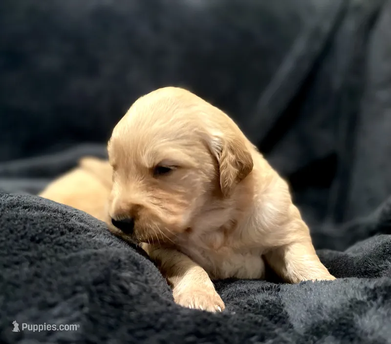 Liberty Belle (AKC, Family-Raised ) – Golden Retriever puppy for sale in Tulsa, OK