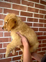 Goliath AKC, Ready To Go Home Today, a male Golden Retriever for sale in Tulsa, OK – 3 of 10