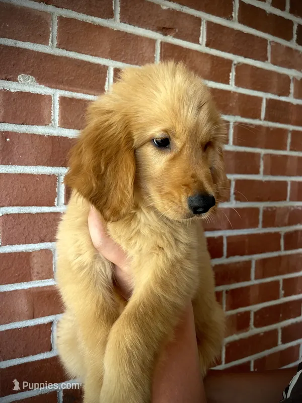 Goliath – Golden Retriever puppy for sale in Tulsa, OK