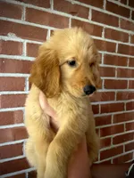 Goliath AKC, Ready To Go Home Today, a male Golden Retriever for sale in Tulsa, OK – 1 of 10