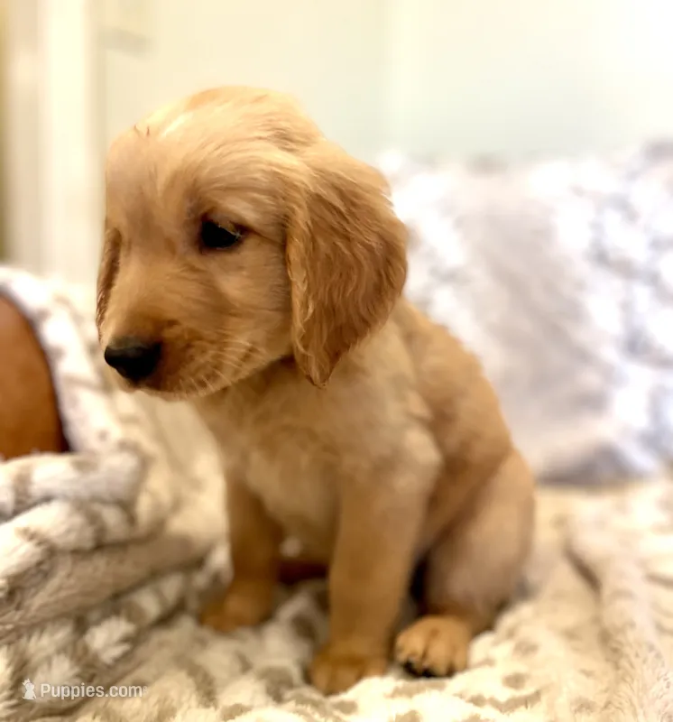 Sawyer AKC, Family-Raised  – Golden Retriever puppy for sale in Tulsa, OK
