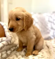 Sawyer AKC, Family-Raised , a male Golden Retriever for sale in Tulsa, OK – 1 of 7