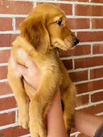 Hunter, a male Golden Retriever for sale in Tulsa, OK – 2 of 10