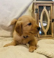 Sawyer AKC, Family-Raised , a male Golden Retriever for sale in Tulsa, OK – 3 of 6